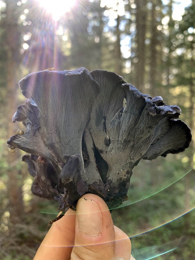 Finding Fuzzy Fungi During the Manitou Experimental Forest Foray